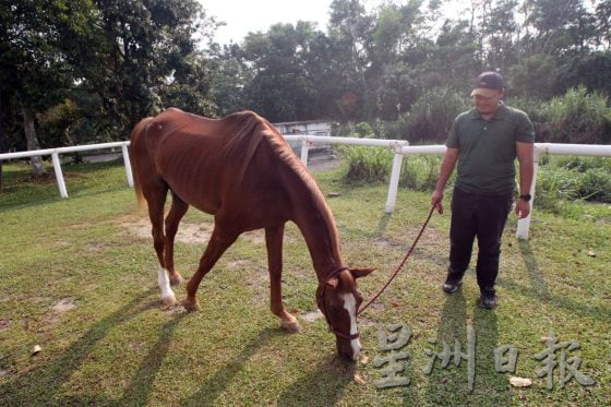 动物麻醉师的工作:不只是让动物睡著,更是监护生命