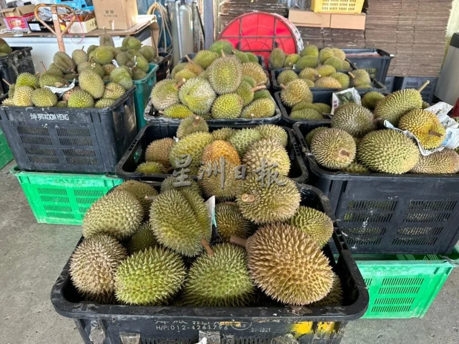 星角摄:今年榴梿量多价跌,掀起抢购热潮