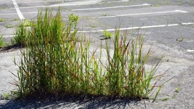 野草乱长的样子