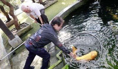 【锦鲤万福／02】同鱼不同命 锦鲤冠军相如何看？