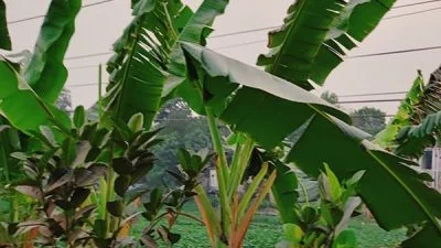 香蕉树鬼怪传说令人恐惧   国外不灵 只限国内？