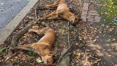 Serial dog poisoning incidents leave about 50 dogs dead in Sungai Chua Industrial Area