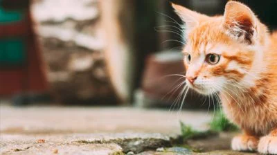 我们楼下的猫／方肯（吉隆坡）