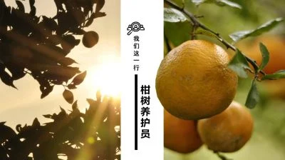【我们这一行】柑树养护员/温慧盈（古晋）