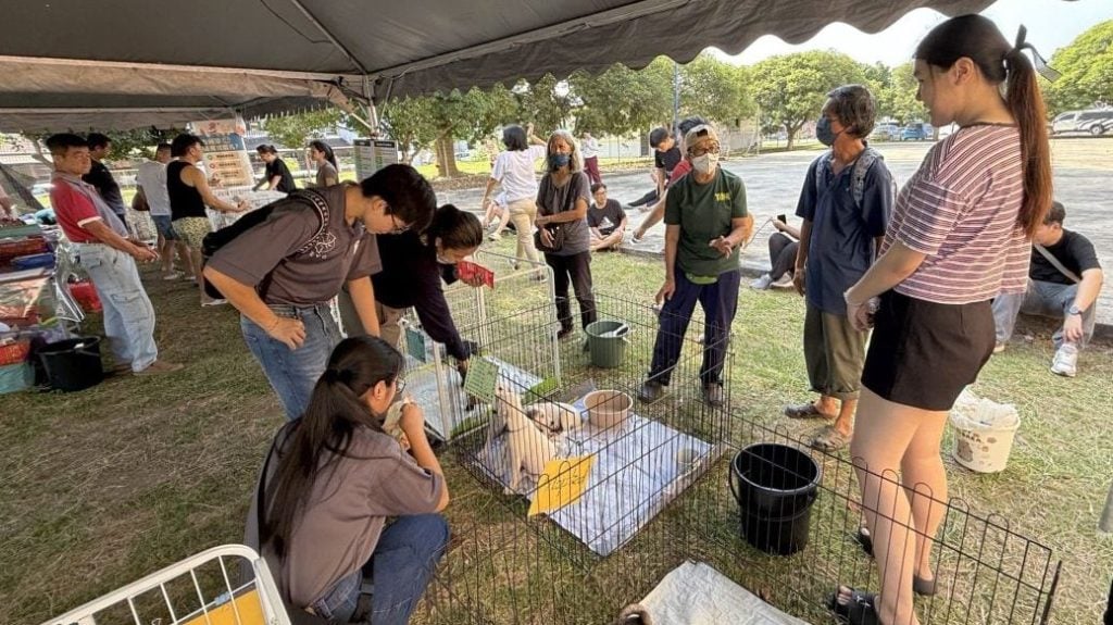 视频 | 官民合办“猫狗领养会” 推动更负责任饲养文化