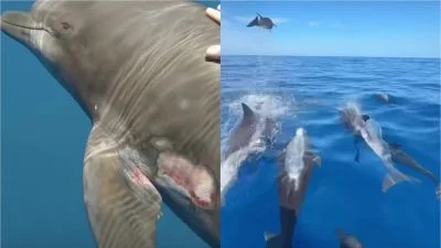 视频 | 海豚游来求救 孕妇下海救援 她换来最美“感谢礼”