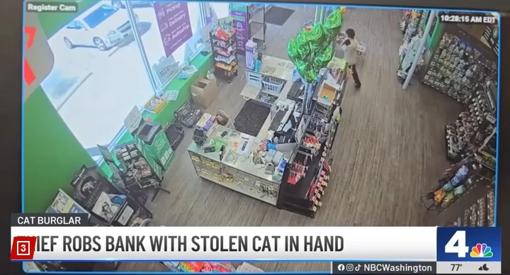 “帮我顾下猫,我要抢劫!” 奇葩男携3个月大萌猫打劫银行后落网 沦全网笑柄