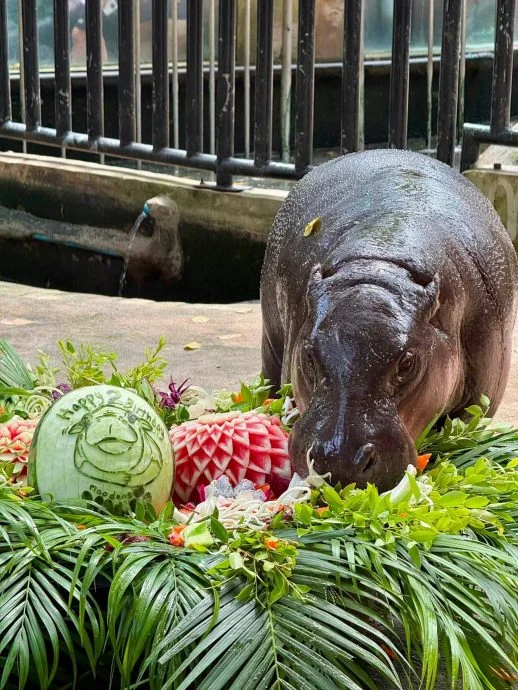 “弹跳猪”庆2岁生日 泰国砸900万盖新家