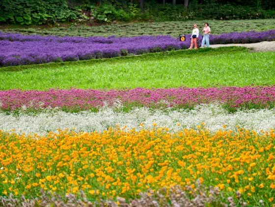 【日本】花若盛开,旅人自来