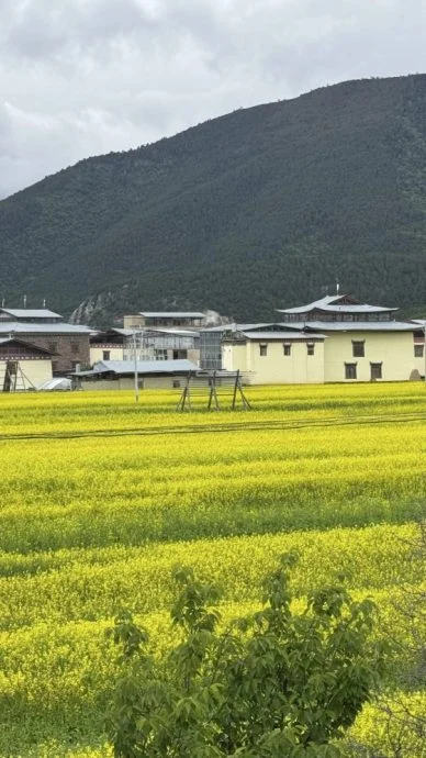 【日本】花若盛开,旅人自来
