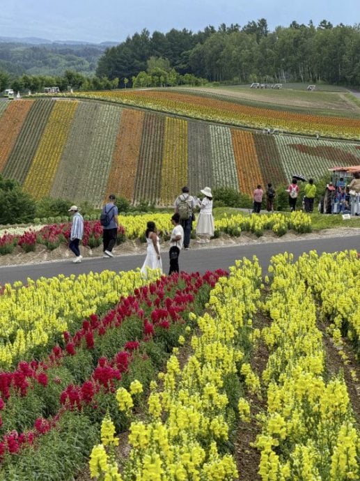 【日本】花若盛开,旅人自来