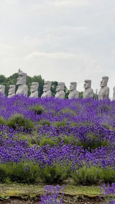 【日本】花若盛开,旅人自来
