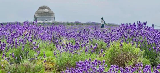 【日本】花若盛开,旅人自来