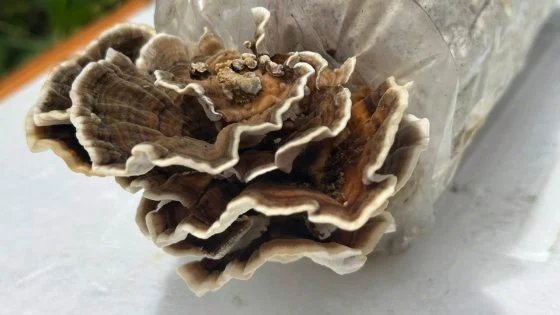 【菇菌经济学/02】市场低迷,逆势求生,宝芝林如何走出种菇新出路?