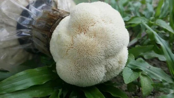 【菇菌经济学/02】市场低迷,逆势求生,宝芝林如何走出种菇新出路?