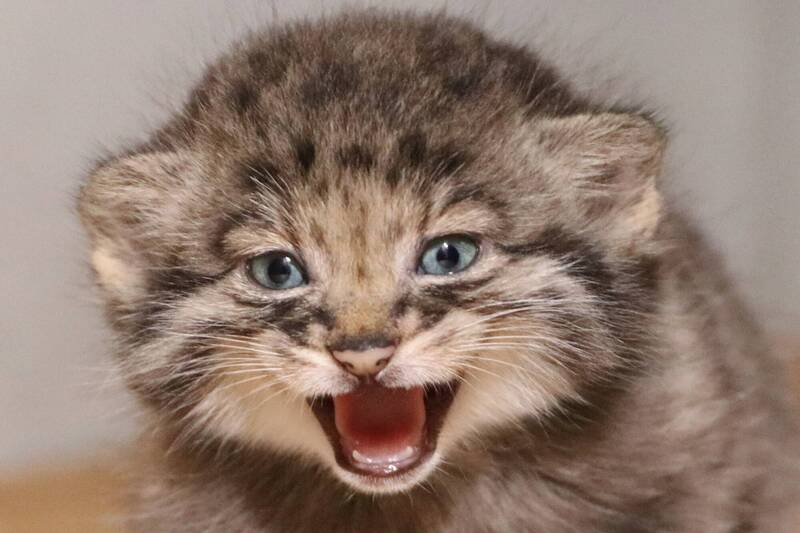 世界最古的猫!5只兔狲宝宝健康长大 21日亮相神户动物王国