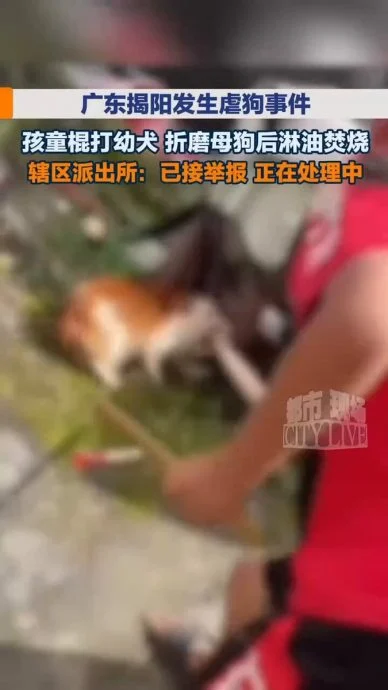 中国4男童火烧虐狗案引公愤 杜江发声视频屡遭下架