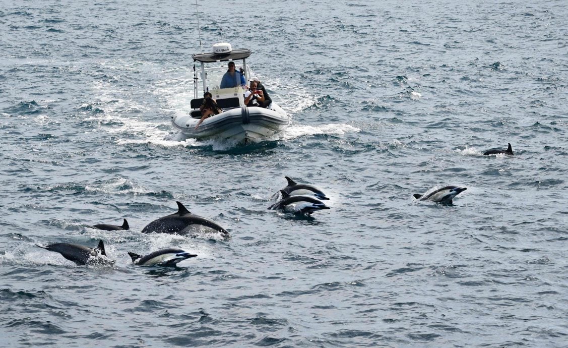 加州遭遇海洋热浪危及海洋生态 鲸鱼挨饿、大白鲨逼近海岸