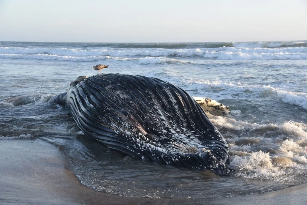 加州遭遇海洋热浪危及海洋生态 鲸鱼挨饿、大白鲨逼近海岸