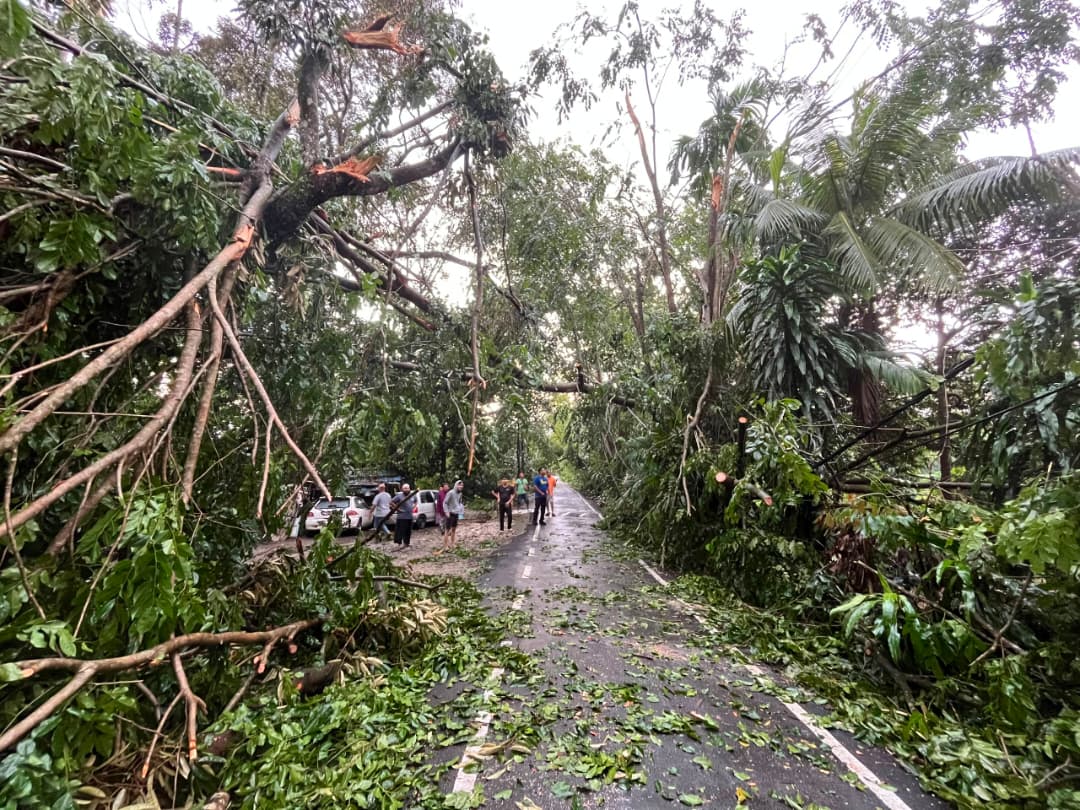 大都会/万宜新镇狂风暴雨酿树倒 一间民宅遭波及 无人伤亡