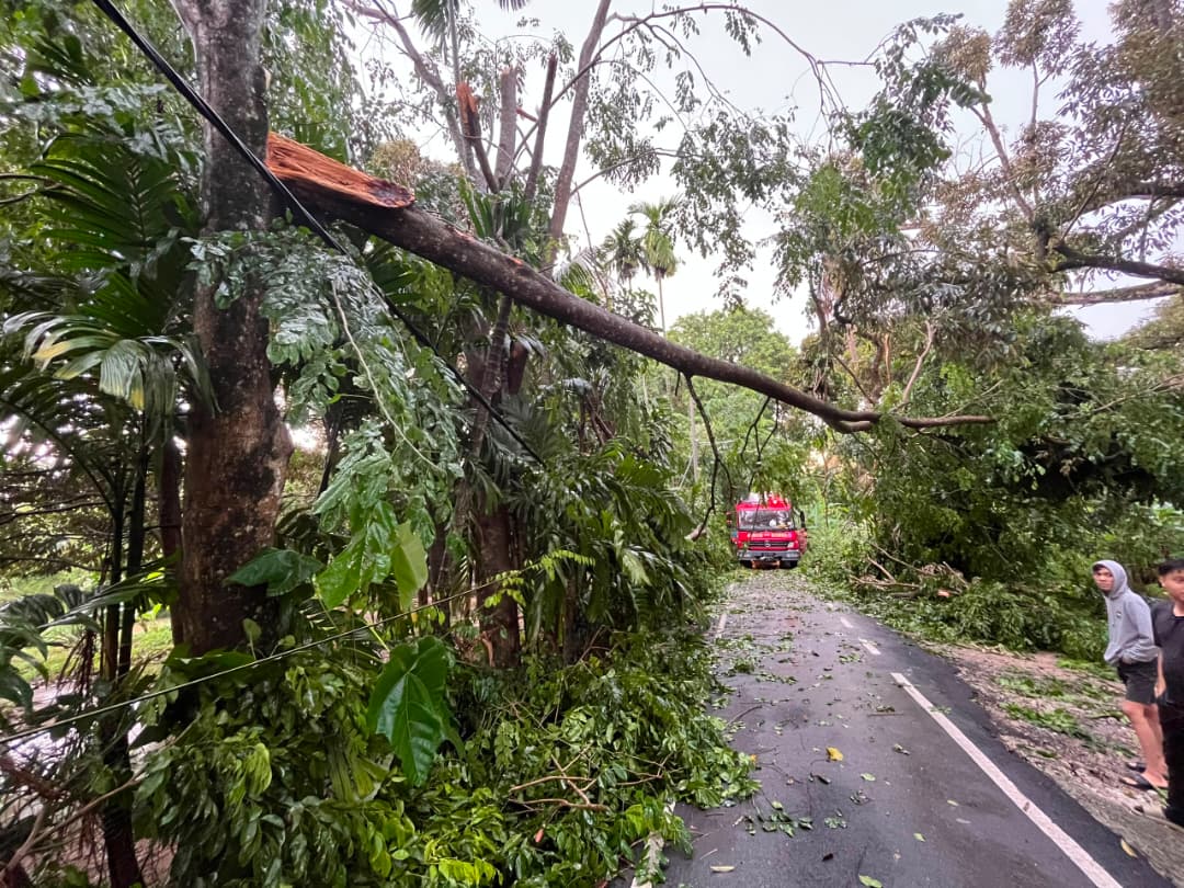 大都会/万宜新镇狂风暴雨酿树倒 一间民宅遭波及 无人伤亡