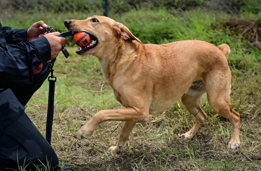 委内瑞拉双震逾3300罹难 逾百搜救犬深入废墟立功
