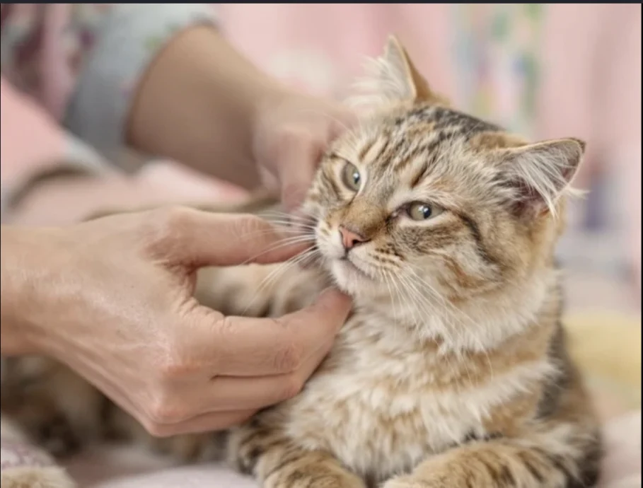 履历一句“要顾猫需准时下班” 求职者特殊要求当场获录取