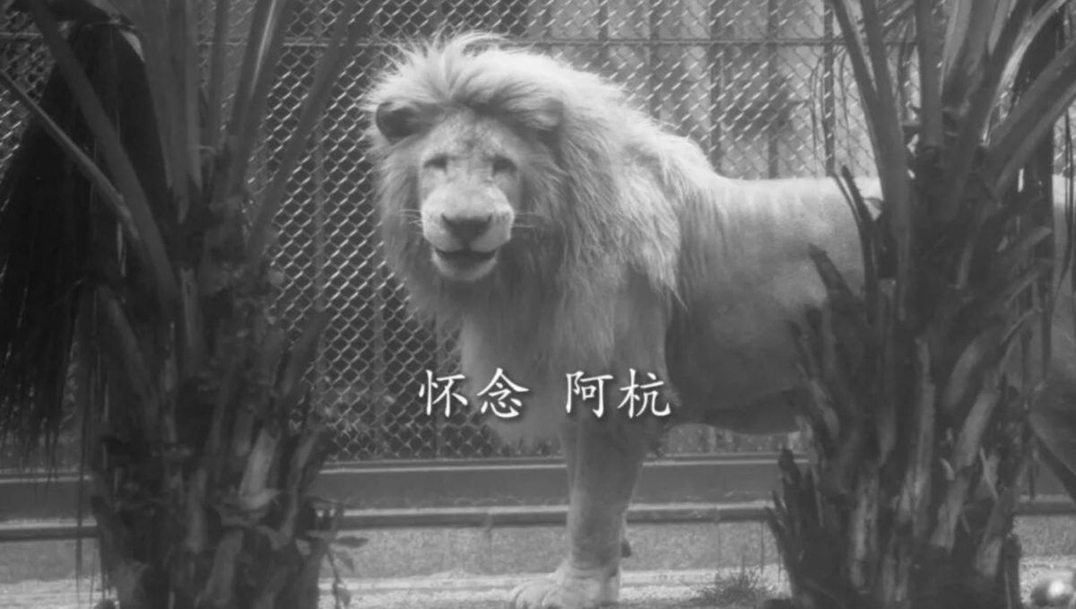 拚盘/广州动物园网红白狮“阿杭”离世 曾因齐阴“发型”走红