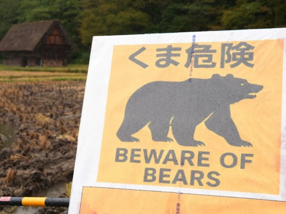 拼盘 日本熊患失控 学生请“熊假”缺课不计缺席