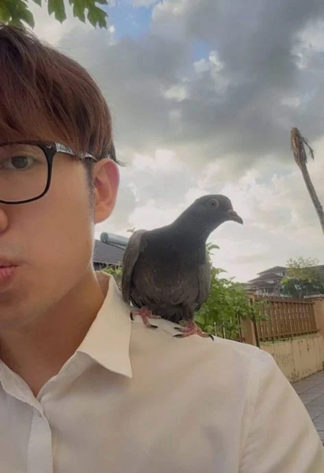 救鸟人救鸟之路:每个生命,都值得一个机会