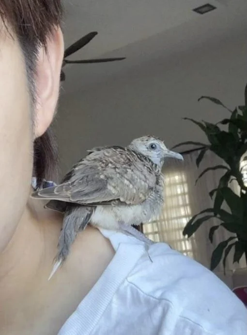 救鸟人救鸟之路:每个生命,都值得一个机会