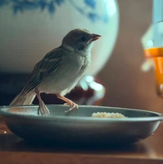 救鸟人救鸟之路:每个生命,都值得一个机会
