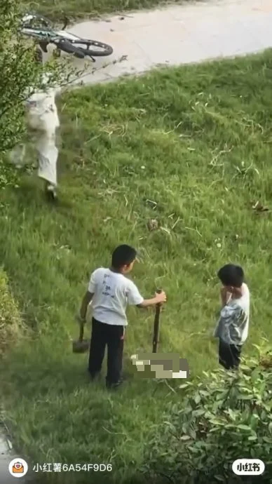 江苏三童虐杀白猫案 家长:他不是十恶不赦