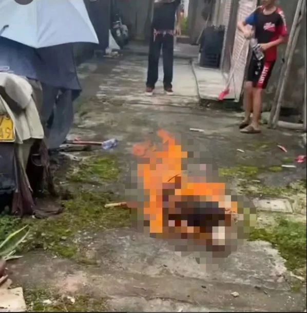 火烧母犬、棍杀幼崽!广东4名未成年虐狗引众怒