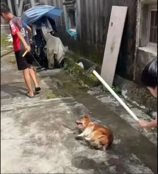 火烧母犬、棍杀幼崽!广东4名未成年虐狗引众怒