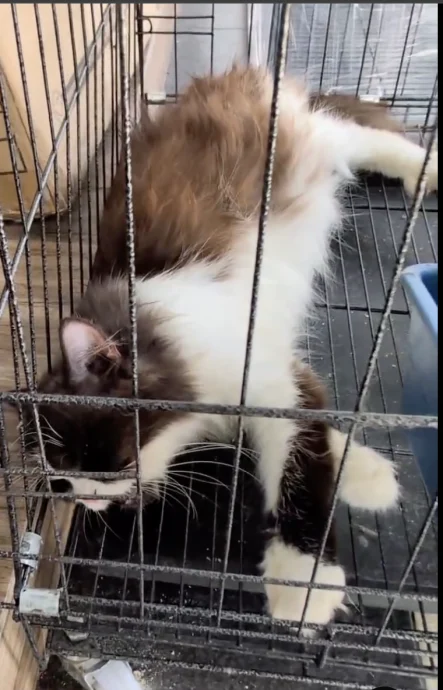 疑借曝晒猫咪招徕生意 网民轰宠物店虐待动物