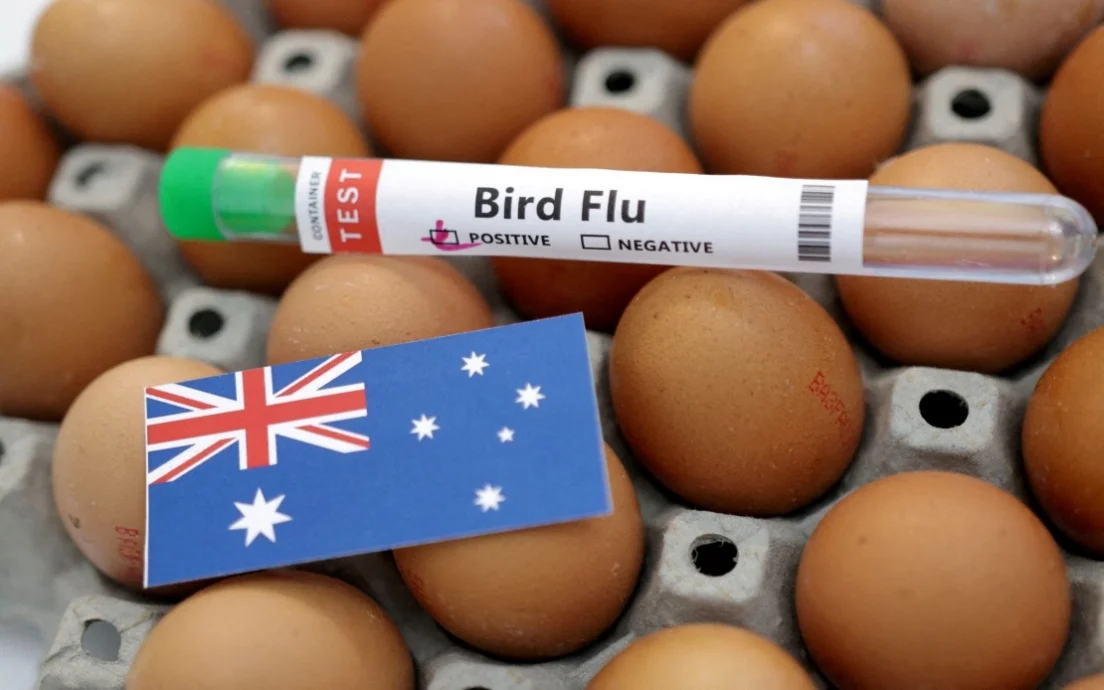 看世界)新南威尔士州首现H5N1病例 澳洲累计三州通报