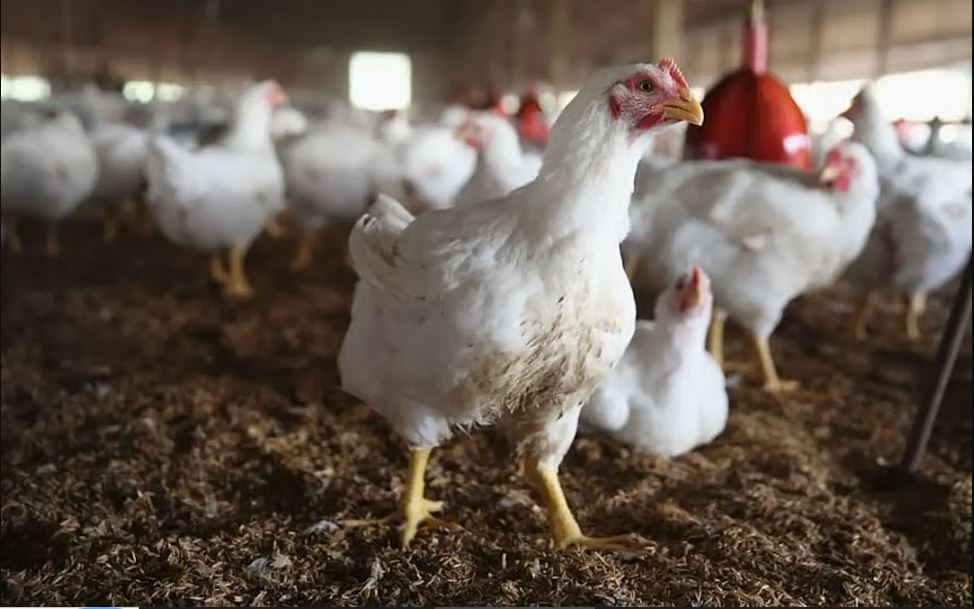 菲律宾散养家禽感染H5N1禽流感病毒