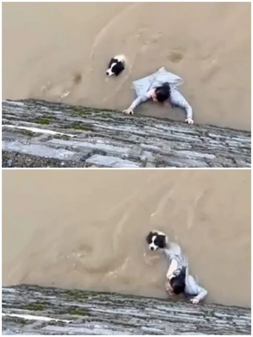 视频|“家人不能放弃!” 女子激流中抓住爱犬不放