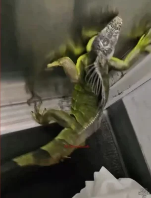 视频|“活体包裹”引快递站员工好奇 这生物突窜出吓坏全场!