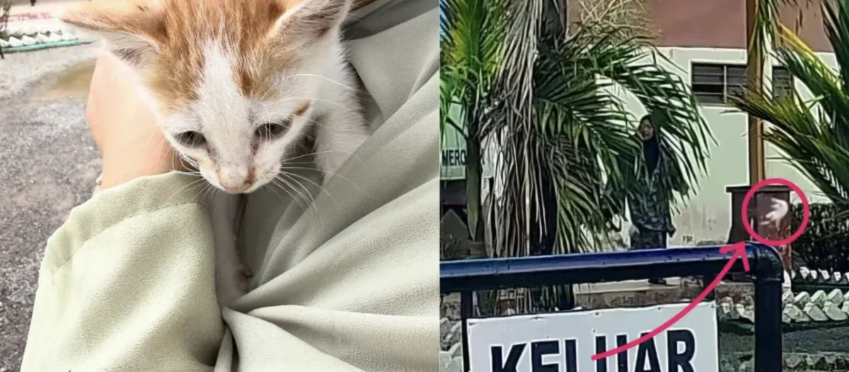 视频|不满年轻人喂流浪猫 女子涉踢飞小猫惹众怒
