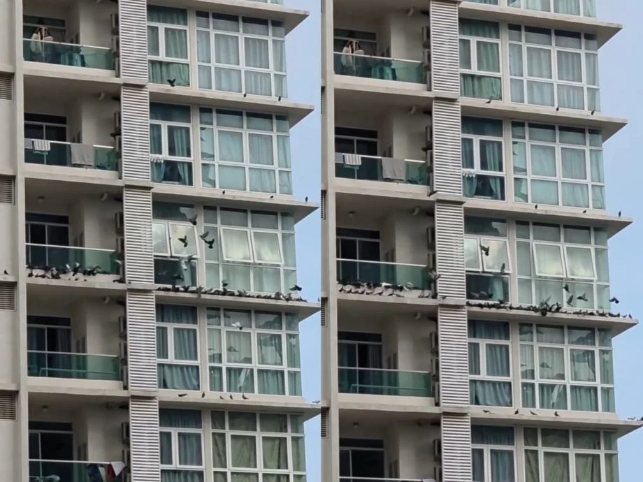 视频|公寓阳台喂食引鸽群聚集 网忧鸟粪传播疾病