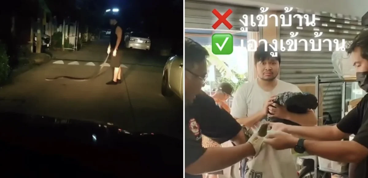 视频|泰男醉后“熊抱”蟒蛇回家 隔天断片惊见救援队傻眼!