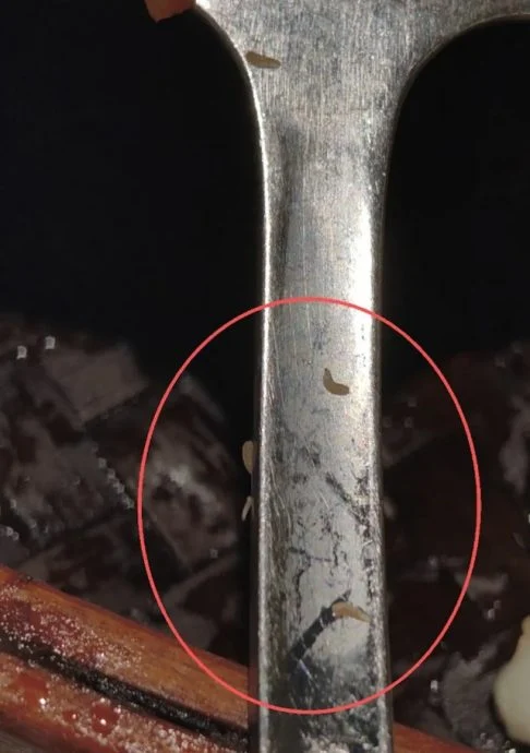 视频|顾客吃完才发现全是活蛆! 深圳餐厅全额退款紧急排查