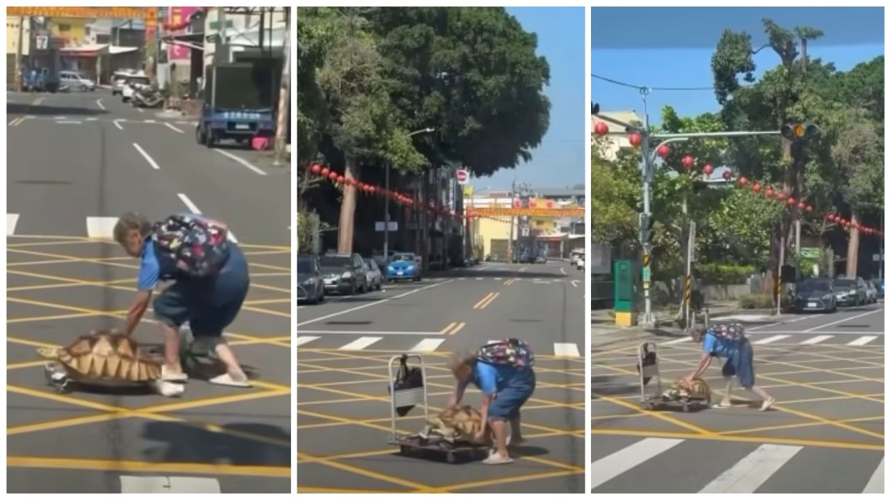 象龟过马路太慢!阿嬷秒抱上推车快速通关