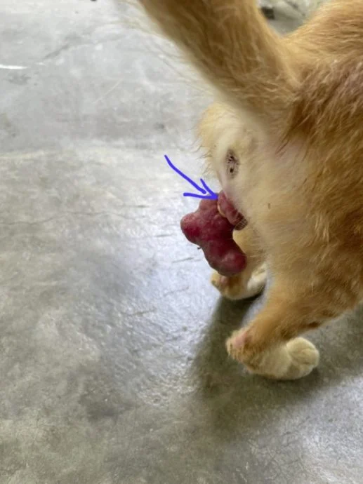 迪兰/橘猫阿鲁受虐记