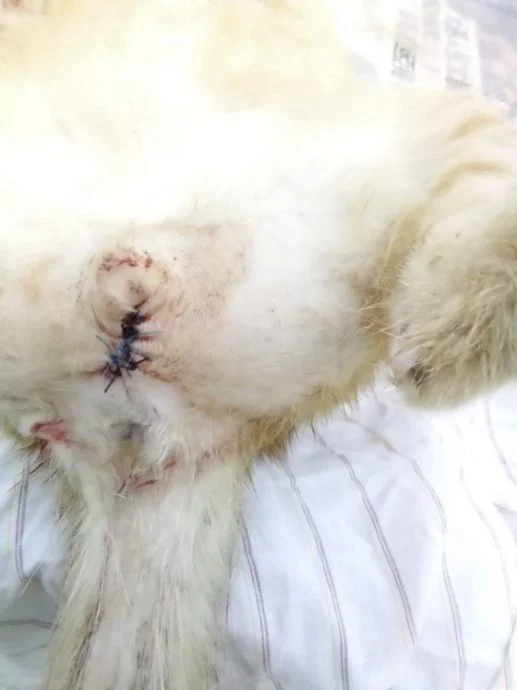 迪兰/橘猫阿鲁受虐记