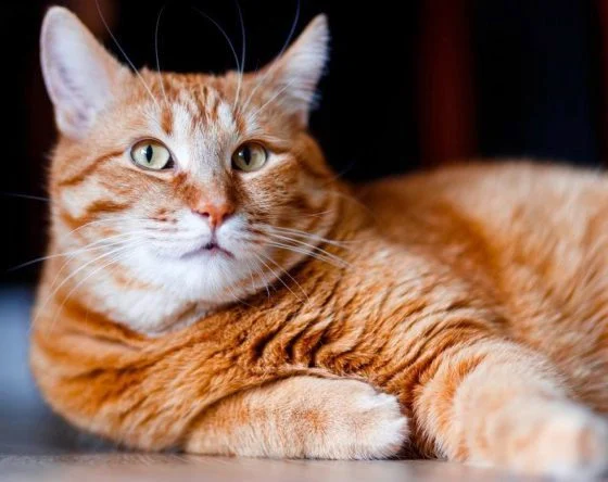 迪兰/橘猫阿鲁受虐记