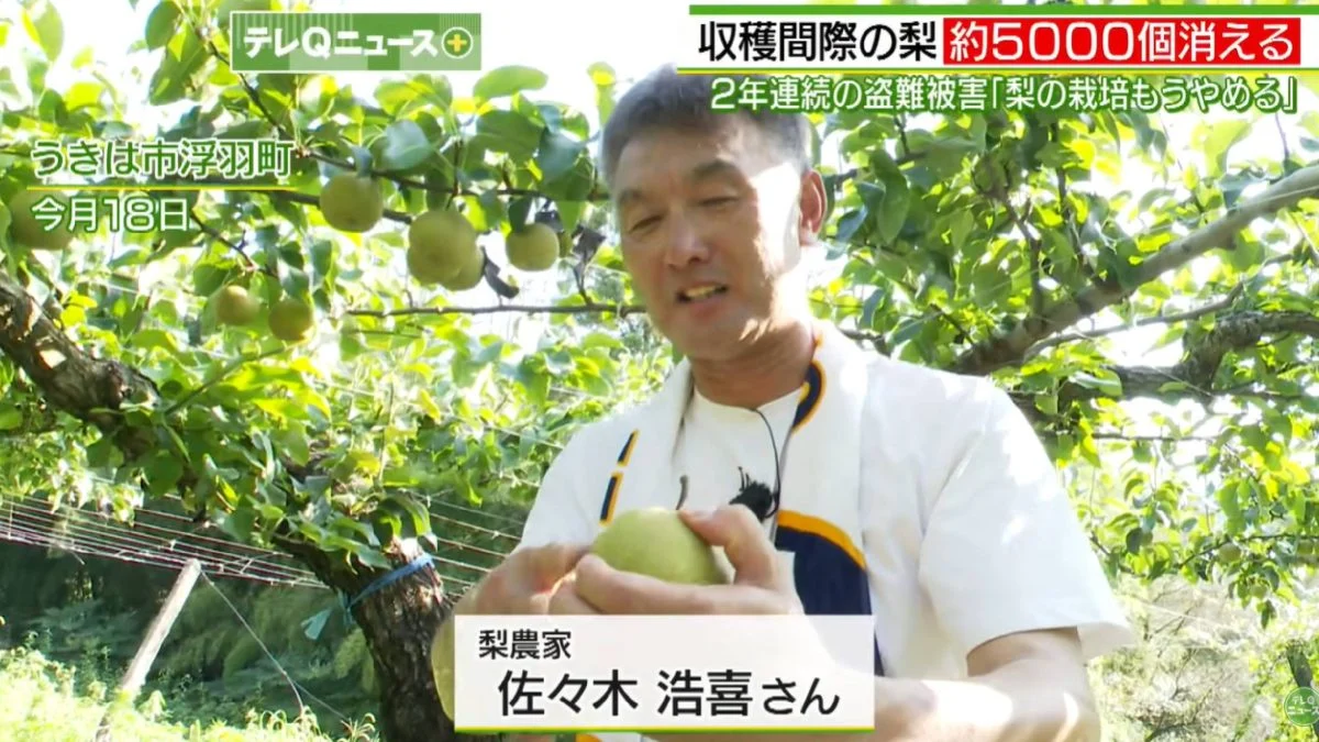 (全国版)早班车文/连续两年被偷逾万颗水梨 日本梨农心死:不种了