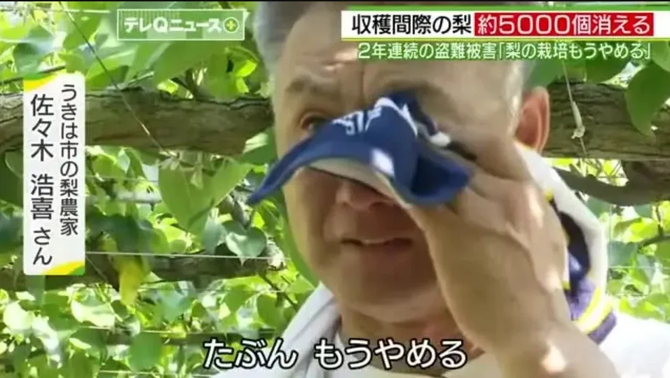 (全国版)早班车文/连续两年被偷逾万颗水梨 日本梨农心死:不种了